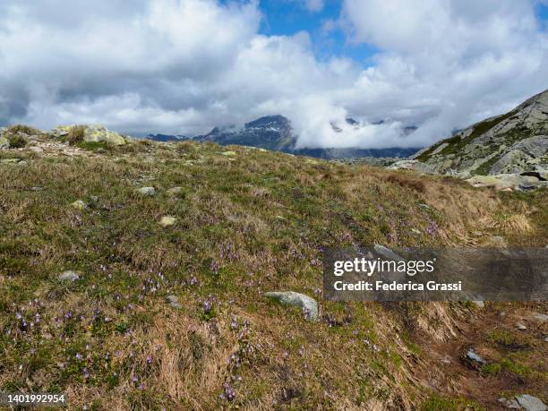 alpine snowbell or blue moonwort (soldanella alpina) at splügenpass (passo spluga), beverin natural park - soldanella stock pictures, royalty-free photos & images