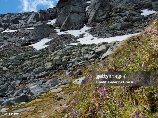 alpine snowbell or blue moonwort (soldanella alpina) at splügenpass (passo spluga), beverin natural park - soldanella stock pictures, royalty-free photos & images