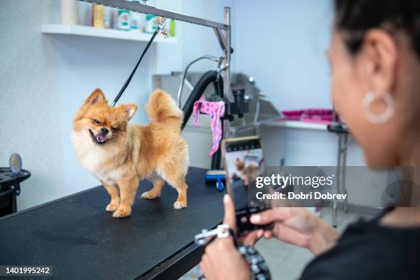 animal groomer takes a picture of the dog's hairstyle - photo shoot at home stock pictures, royalty-free photos & images