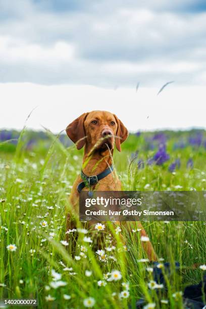 cute dog sitting in a flower meadow - spring weather stock pictures, royalty-free photos & images