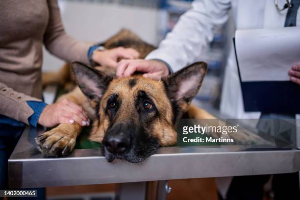 veterinarian examining german shepherd dog - alsation stockfoto's en -beelden