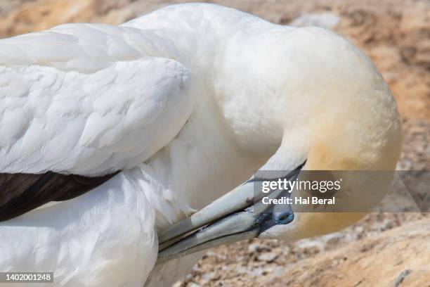 australasian gannet close-up grooming - australischer tölpel stock-fotos und bilder