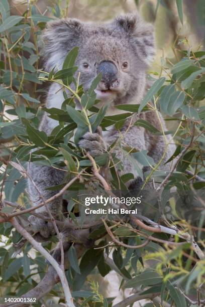 koala eating eucalyptus leaves - koala eating stock pictures, royalty-free photos & images