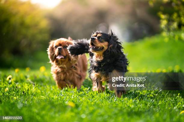 two dogs of breed cavalier king charles spaniel on the grass - king charles spaniel stock pictures, royalty-free photos & images