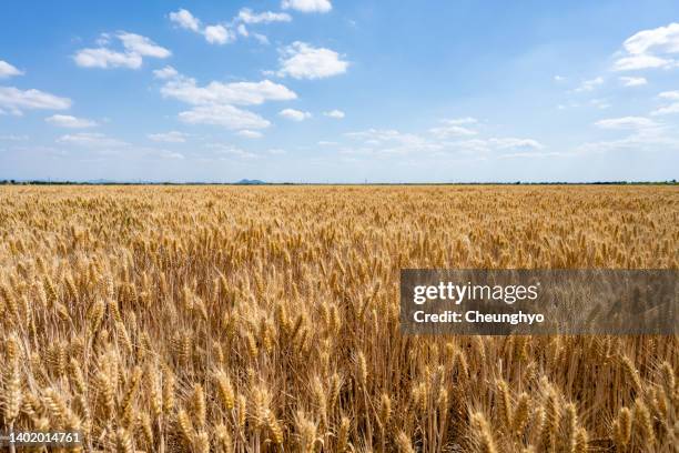 wheat fields - avena sativa stock pictures, royalty-free photos & images