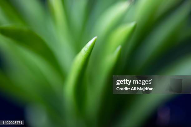 potted cactus - green spiky plant stock pictures, royalty-free photos & images
