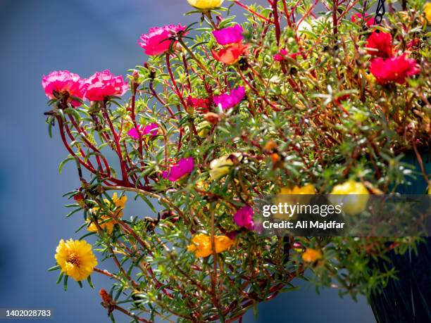 portulaca flowers - portulak stock-fotos und bilder