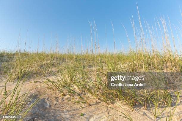 beach grass sand dune background, beach background - timothy grass imagens e fotografias de stock