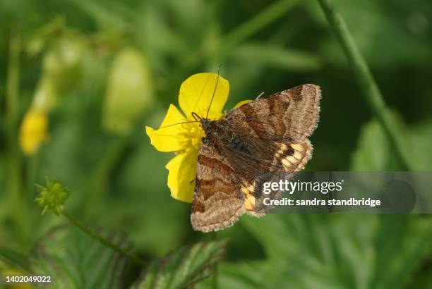 a burnet companion moth, euclidia glyphica, nectaring on a buttercup flower growing in a meadow. - papillon de nuit photos et images de collection