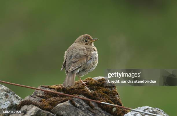 a baby song thrush, turdus philomelos, perching on a stone wall in the moors of durham, uk. - thrush baby stock pictures, royalty-free photos & images