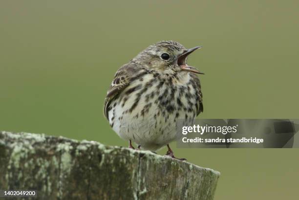 a singing meadow pipit, anthus pratensis, perching on a post in the moors of durham, uk, during  breeding season. - bird singing stock pictures, royalty-free photos & images