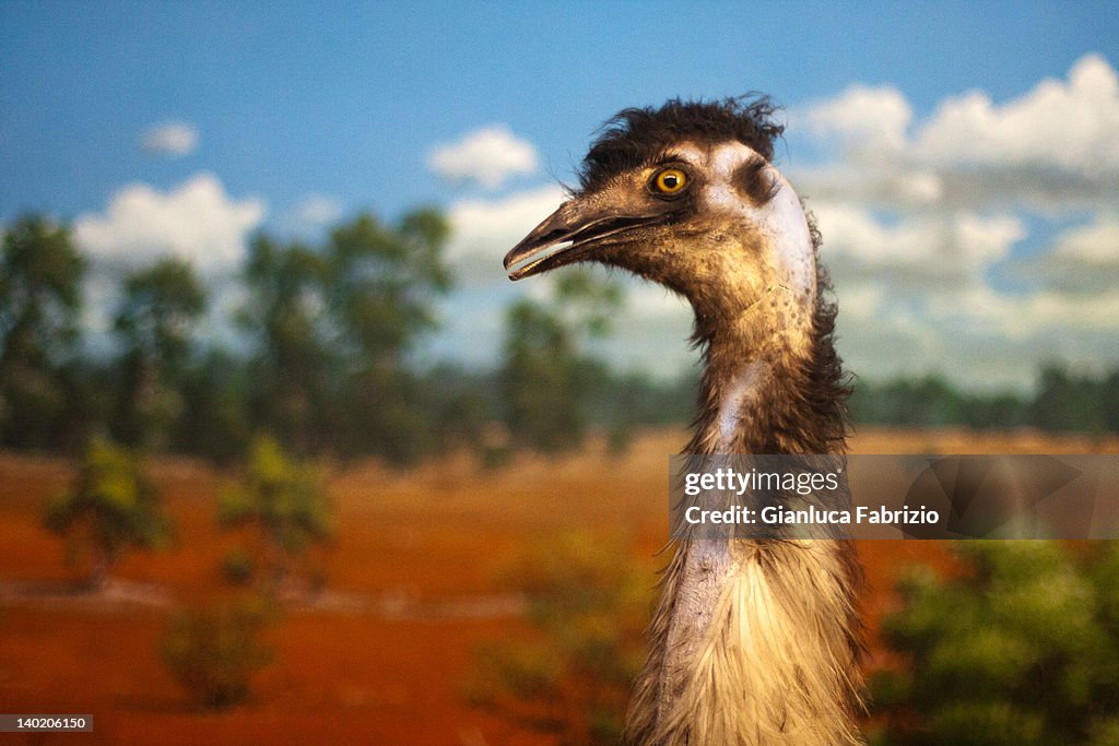 Close up of emu