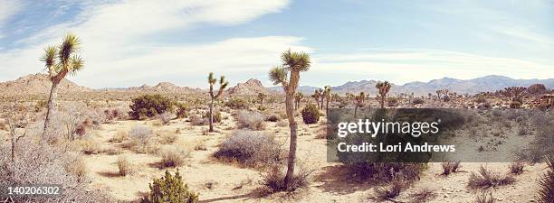 joshua tree national park - palm springs californie stockfoto's en -beelden