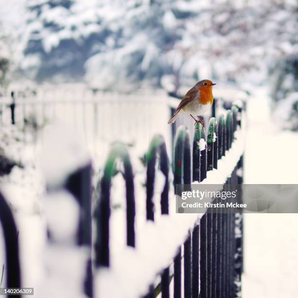 robin perching on fence in winter - robin 個照片及圖片檔