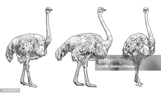 231 Ostrich Drawing Photos and Premium High Res Pictures - Getty Images