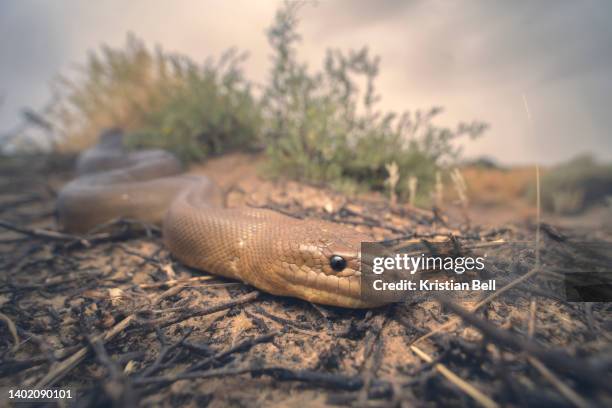 wild woma python (aspidites ramsayi) in saltbush scrub habitat with stormy background, south australia - brown snake stockfoto's en -beelden