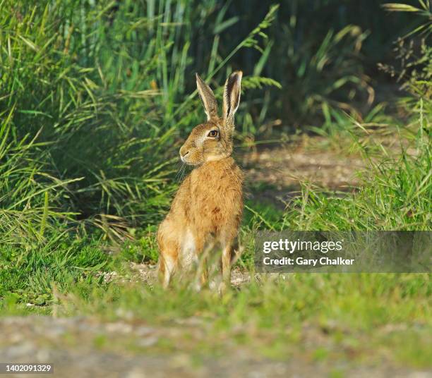 hare [lepus europaeus] - brown hare stockfoto's en -beelden