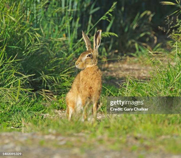 hare [lepus europaeus] - lepus europaeus stock pictures, royalty-free photos & images