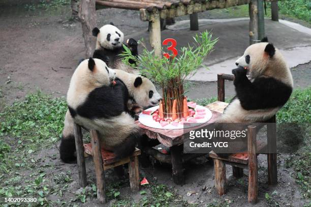 Chongqing Zoo holds a collective birthday party for six giant pandas, three-year-old "Shuangshuang", "Chongchong", "Xixi" and "Qingqing",...