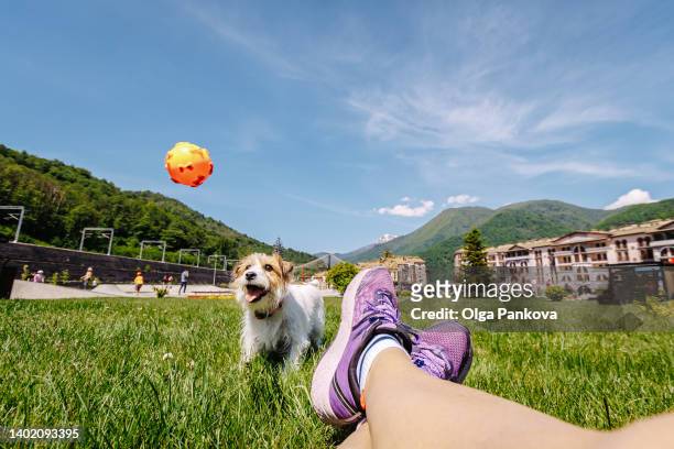 jack russell terrier dog plays with owner on the lawn in sunny weather - filmperspektive stock-fotos und bilder