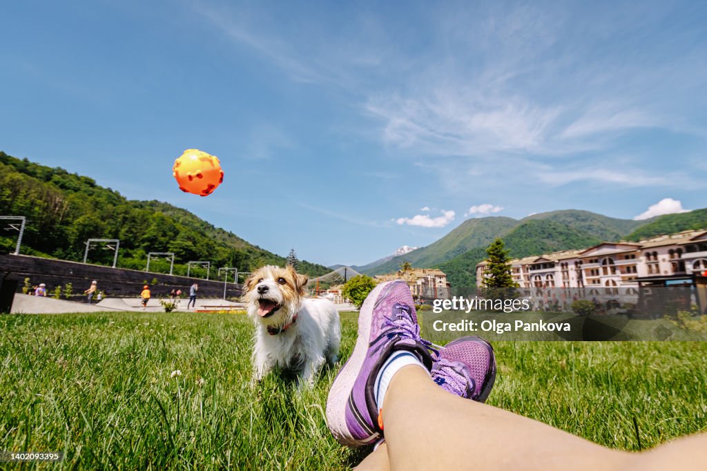 Jack Russell Terrier dog plays with owner on the lawn in sunny weather