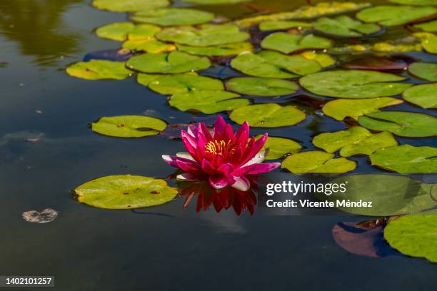 water lily in bloom - aquatic plant stock pictures, royalty-free photos & images