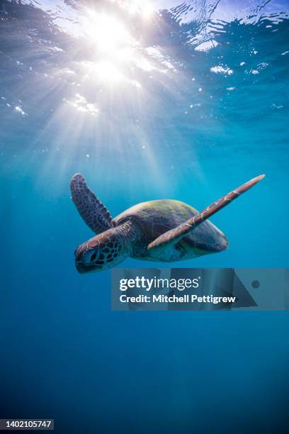 sea turtle - tortoise stock pictures, royalty-free photos & images