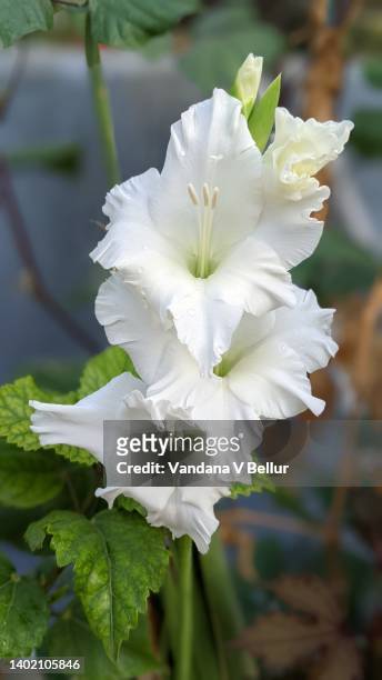 gladiolus white prosperity flower - gladiolus fotografías e imágenes de stock