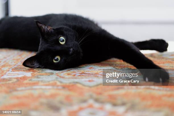 black cat stretches on rug in bedroom - black cat stock-fotos und bilder