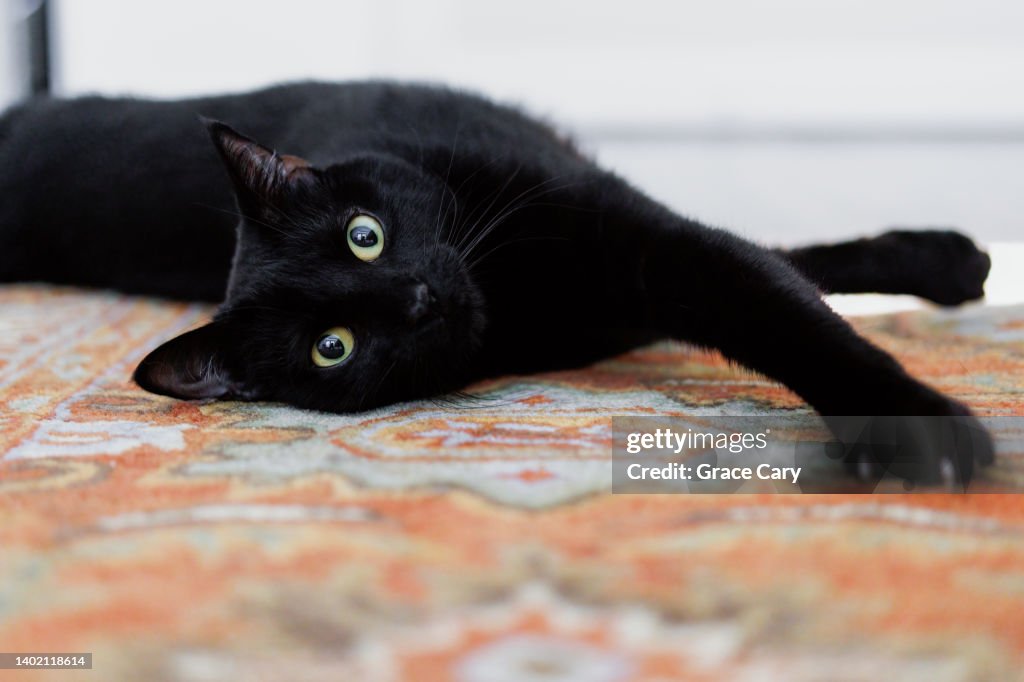 Black Cat Stretches on Rug in Bedroom
