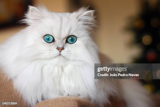 persian kitten - cat with blue eyes stock pictures, royalty-free photos & images