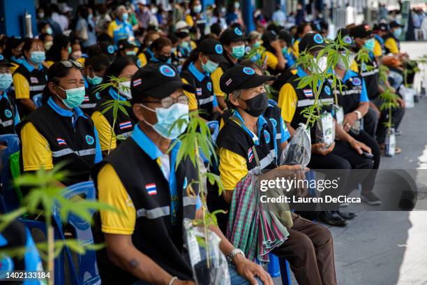 Thai people receive a free cannabis plant from the Thai government to celebrate the legalization of marijuana on June 10, 2022 in Buriram, Thailand....