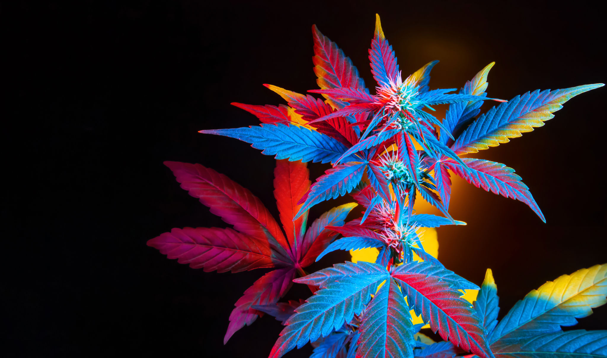 hybrid cannabis