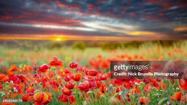 poppy day - poppy day stock pictures, royalty-free photos & images
