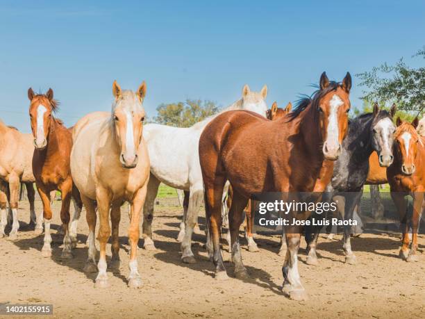 a horse in a field - arab horse bildbanksfoton och bilder