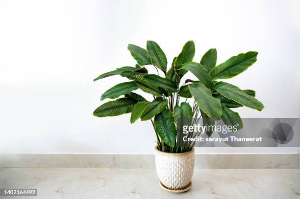 calathea cv. sanderiana in a black pot, white background isolate - plante verte photos et images de collection