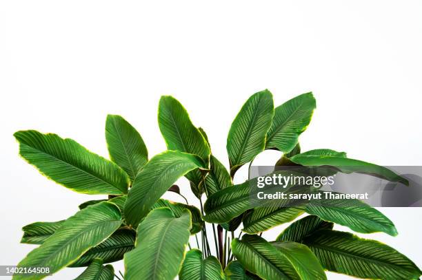 calathea cv. sanderiana in a black pot, white background isolate - calathea stock pictures, royalty-free photos & images