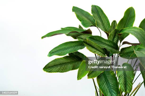 calathea cv. sanderiana in a black pot, white background isolate - tropische-struik stockfoto's en -beelden