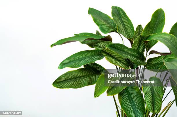 calathea cv. sanderiana in a black pot, white background isolate - bush stock pictures, royalty-free photos & images