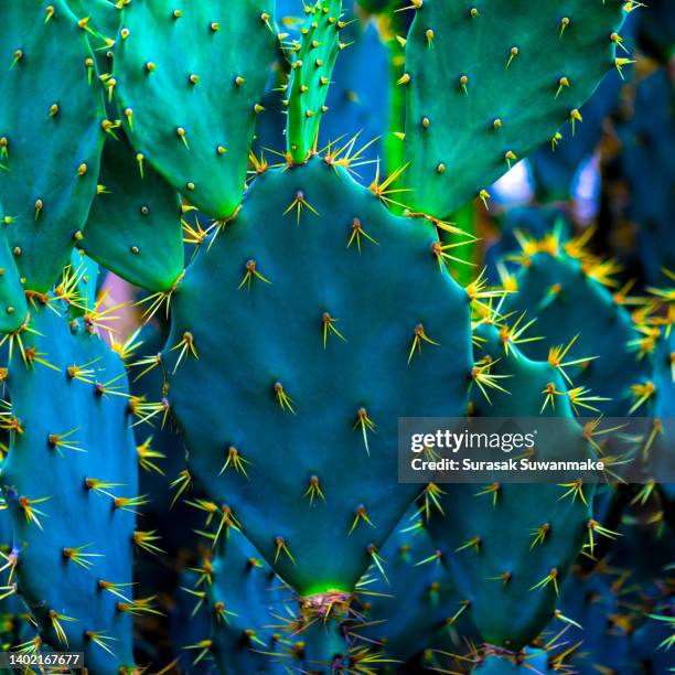 beautiful cactus closeup of thorns on a beautiful background cactus - juicy stock pictures, royalty-free photos & images
