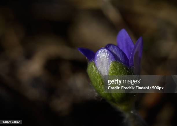 close-up of purple crocus flower - blomma stock pictures, royalty-free photos & images