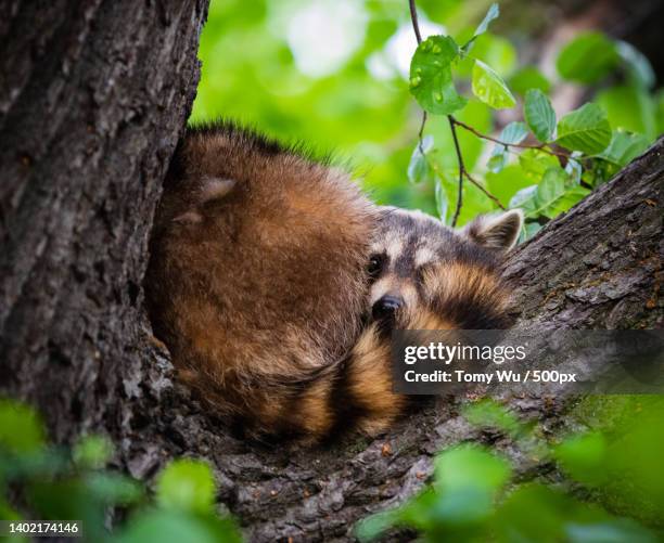 close-up of koala on tree trunk,germany - waschbär stock pictures, royalty-free photos & images