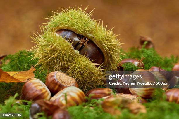 close-up of chestnuts on field,wicklow,ireland - chestnut stock pictures, royalty-free photos & images