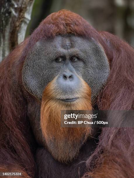 close-up portrait of monkey - orang utan stock-fotos und bilder