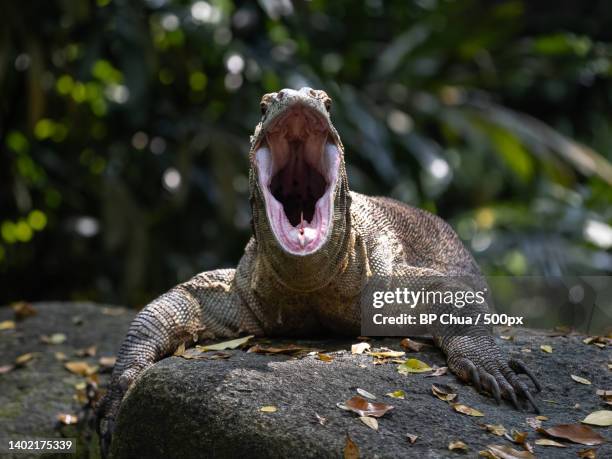 close-up of iguana on rock - kaltblüter stock-fotos und bilder