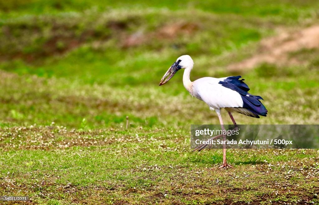 Side view of stork perching on grassy field