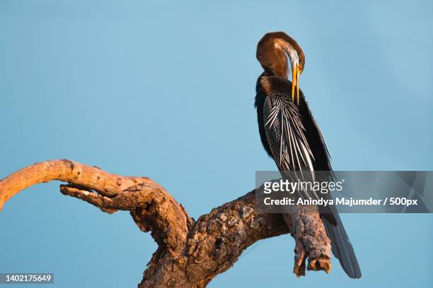 low angle view of anhinga perching on tree against clear blue sky,ranthambore national park,rajasthan,india - ranthambore national park stock-fotos und bilder