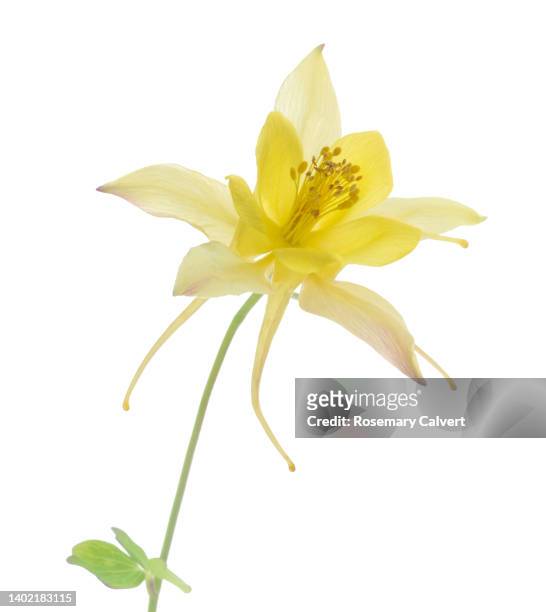 yellow columbine flower, with stem & leaf, on white. - columbine flower stock-fotos und bilder