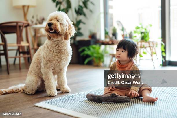 baby growing up with a dog - おもちゃ　家 ストックフォトと画像