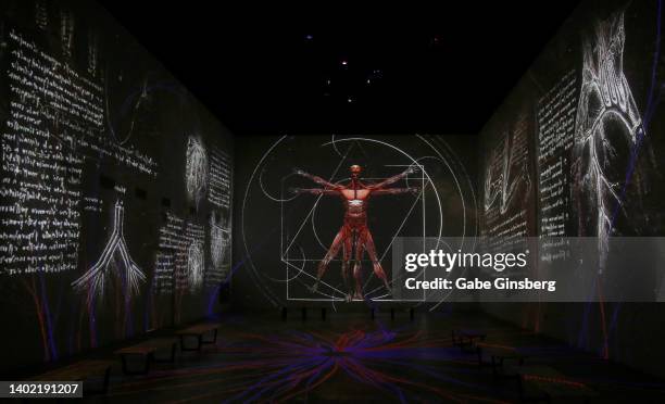 Vitruvian Man" a drawing by Leonardo da Vinci is displayed on a 28-foot wall in the Grand Salon: Chapters of the Genius' Life room in the "Leonardo:...